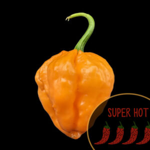 KSPS-Khang-Starr-Peach-Starburst-Superhot-pepper-casa-verde-microfarm-canada