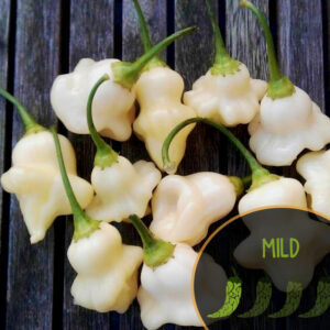 aji-fantasy-white-pepper-seeds-mild-pepper-casa-verde-microfarm