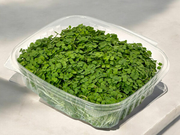 arugula-microgreens-roquette-micropousses-montreal-2