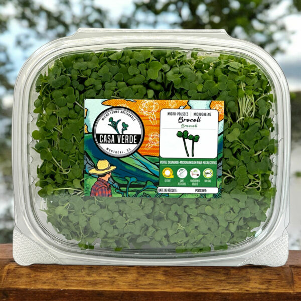 broccoli-microgreens-micropousses-brocoli-2