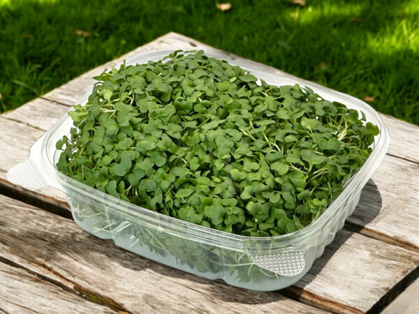 broccoli-microgreens-micropousses-brocoli-3