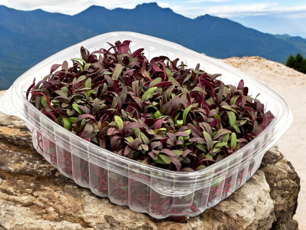 bulls-blood-beet-microgreens-bettraves-micropousses-montreal-1