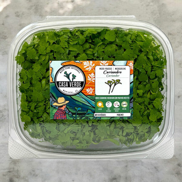 coriander-microgreens-cilantro-coriandre-micropousses-casa-verde-microfarm-2