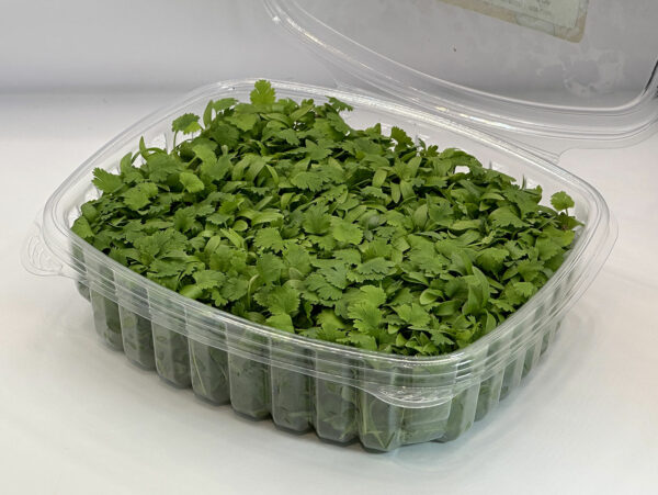 coriander-microgreens-cilantro-coriandre-micropousses-casa-verde-microfarm-2