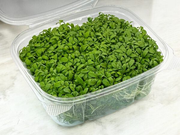 cress-microgreens-cresson-micropousses-4