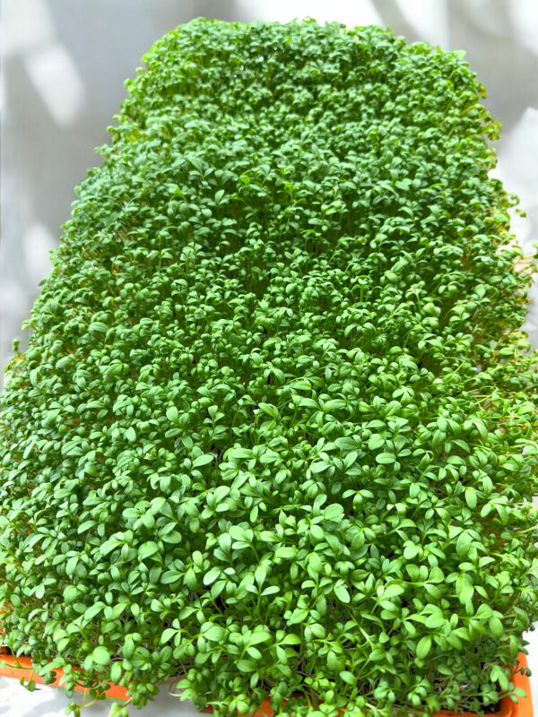 cress-microgreens-cresson-micropousses-5