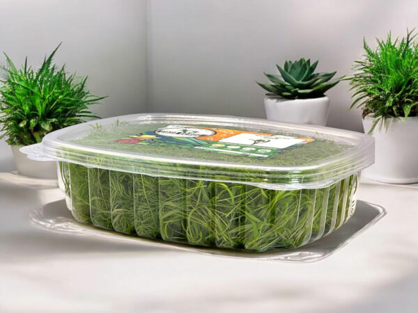 dill-microgreens-aneth-micropousses-montreal-1