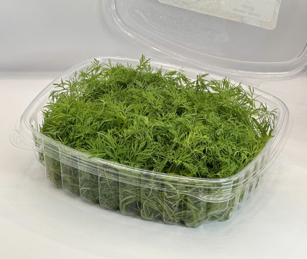 dill-microgreens-micropousse-aneth-vaudreuil-montreal-casa-verde-microfarm-2