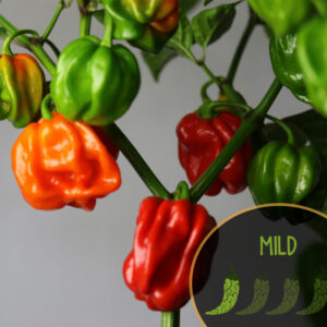 habanero-el-remo-pepper-mild-casa-verde-microfarm-specialty-peppers