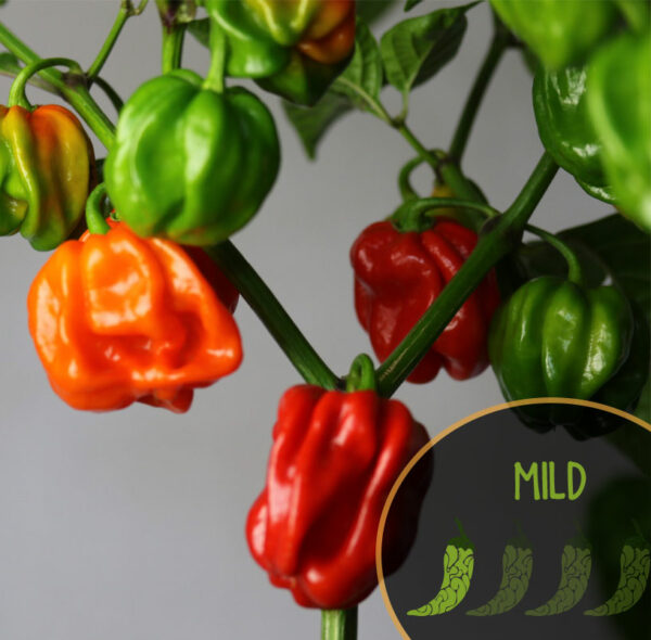 habanero-el-remo-pepper-mild-casa-verde-microfarm-specialty-peppers