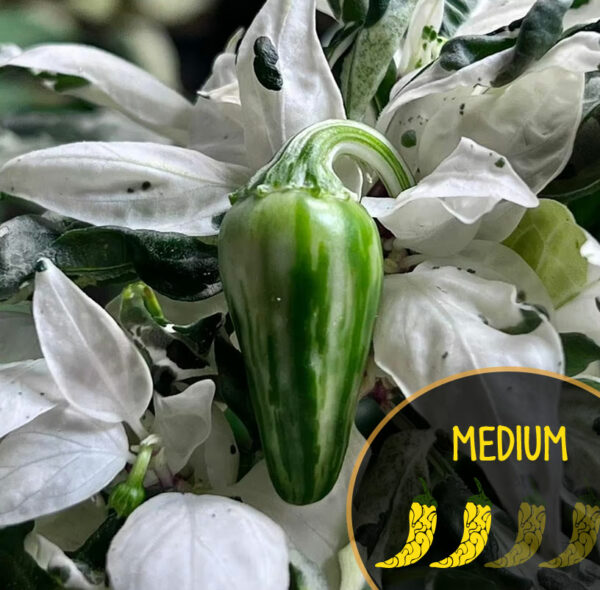 mattapeno-jalapeno-hot-pepper-striped-variegated-casa-verde-microfarm