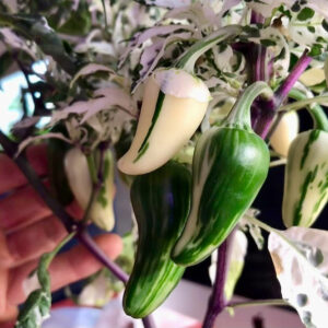 mattapeno-pepper-plant