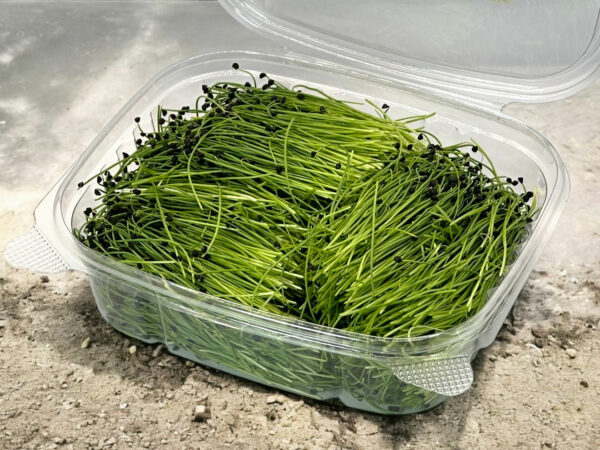onion-microgreens-
