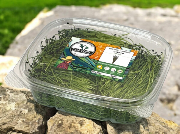 onion-microgreens-1