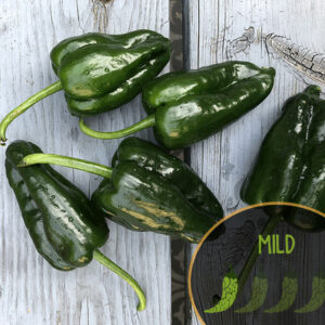 poblano-pepper-mexican-mild-pepper-casa-verde-microfarm