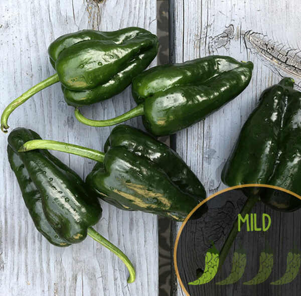 poblano-poivre-mexicain-piment doux-casa-verde-microfarm