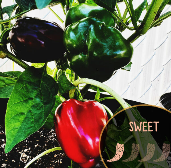 portugese-goat-heart-pepper-seeds-sweet-pepper-casa-verde-microfarm