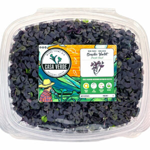 violet-basilic-microgreens-basalic-micropousses-montreal