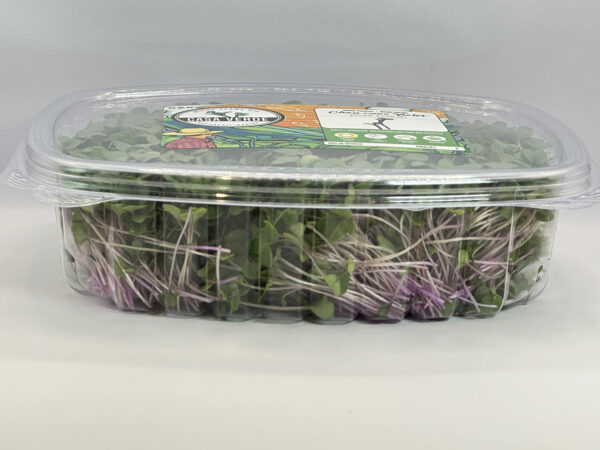 purple-kohlrabi-microgreens-micropousse-casa-verde-microfarm-3
