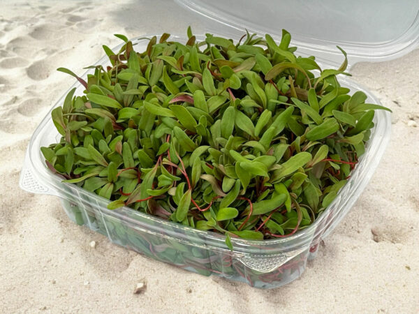 red-swiss-chard-microgreens-bette-a-acarde-micropousses-4