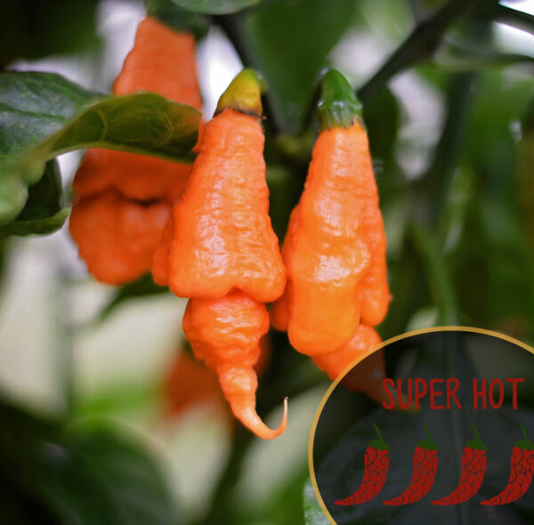 rhino-dd-super-hot-pepper-casa-verde-microfarm