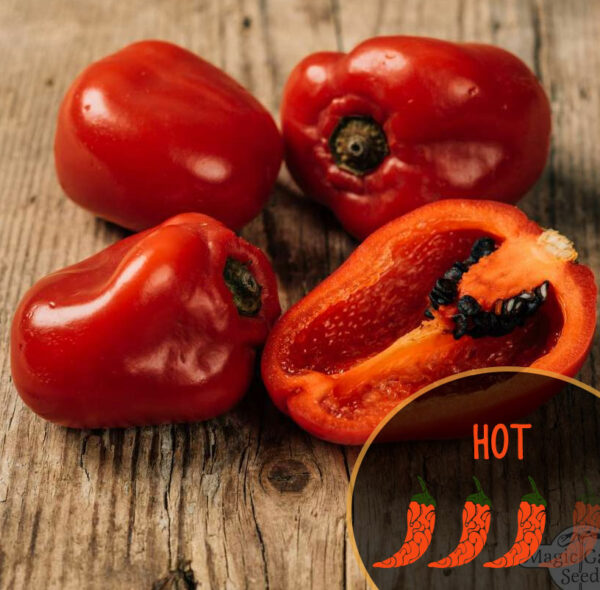 rocoto-red-hot-pepper-peruvian-pepper-casa-verde-microfarm