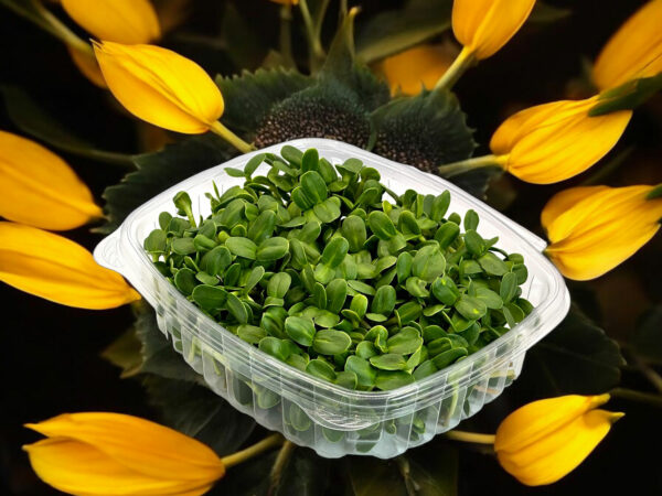 sunflower-microgreens-tournesol-micropousses-montreal-2