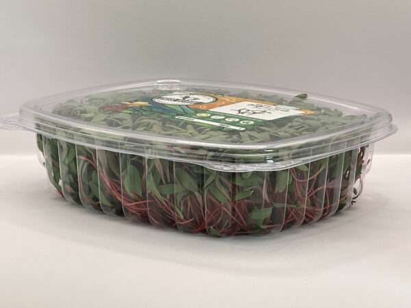 swiss-chard-red-bette-a-carde-rouge-microgreens-micropousses-casa-verde-microfarm-2