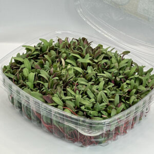 swiss-chard-red-bette-a-carde-rouge-microgreens-micropousses-casa-verde-microfarm-3