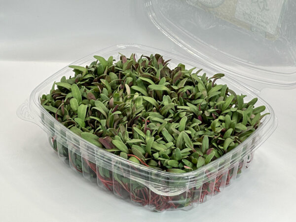 swiss-chard-red-bette-a-carde-rouge-microgreens-micropousses-casa-verde-microfarm-3