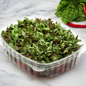 swiss-chard-red-microgreens-micropousses-bette-a-carde-montreal-2