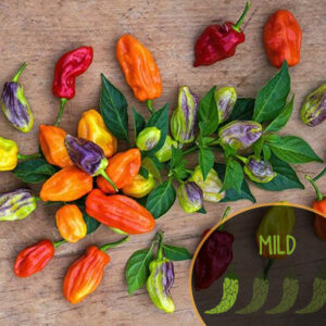 tabago-seasoning-pepper-mild-pepper-casa-verde-microfarm
