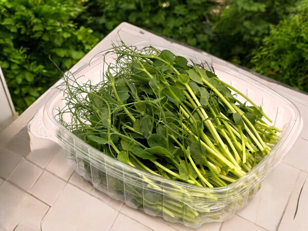 tendril-peas-microgreens-pois-vrille-micropousses-lifestyle - Copy