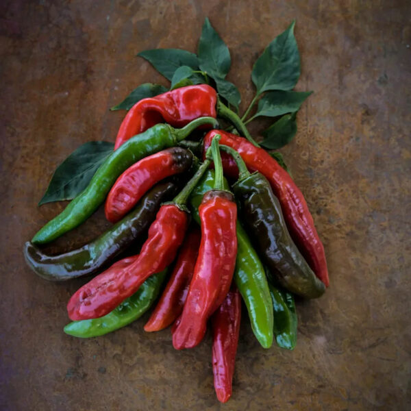 txorixero-pepper-recipe