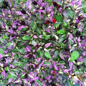 variegated-purple-venezuelan-pepper-plant-white-casa-verde-microfarm