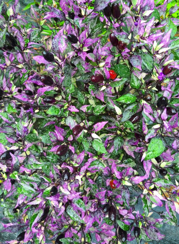 variegated-purple-venezuelan-pepper-plant-white-casa-verde-microfarm