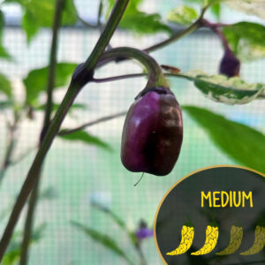 venezuelan-purple-pepper-medium-hot-pepper-casa-verde-microfarm