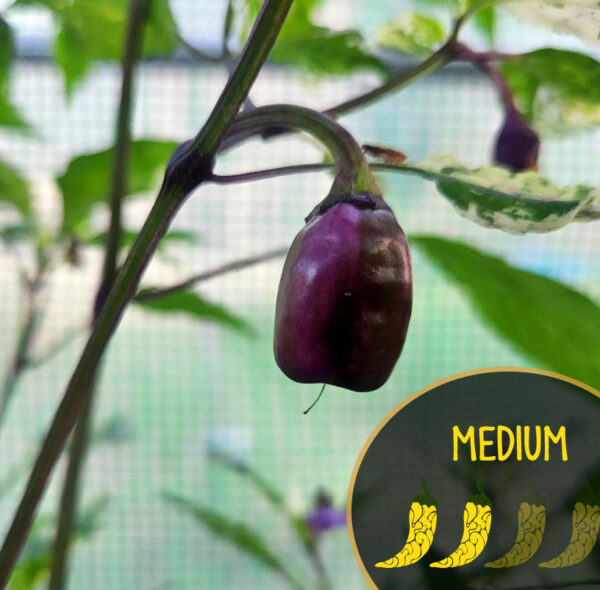 venezuelan-purple-pepper-medium-hot-pepper-casa-verde-microfarm