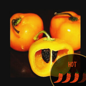 rocoto-yellow-hot-pepper-seeds-peruvian-cuisine-casa-verde-microfarm