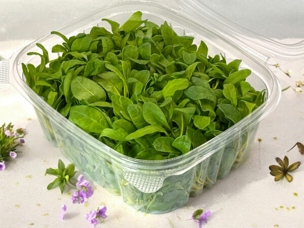Yellow-swiss-chard-microgreens-bette-a-carde-jaune-micropousses-2