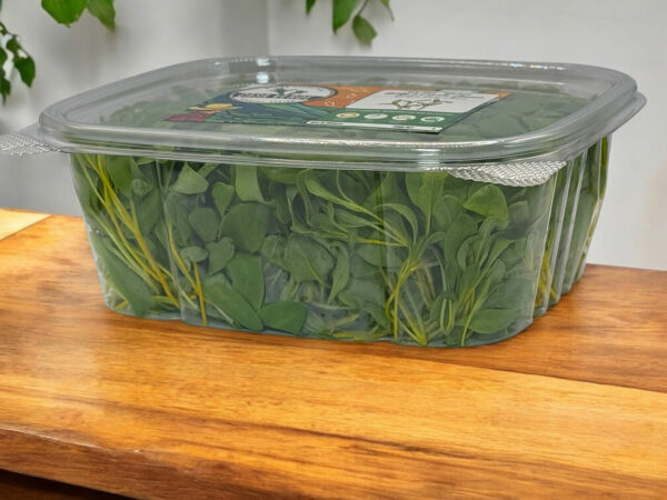 Yellow-swiss-chard-microgreens-bette-a-carde-jaune-micropousses-4