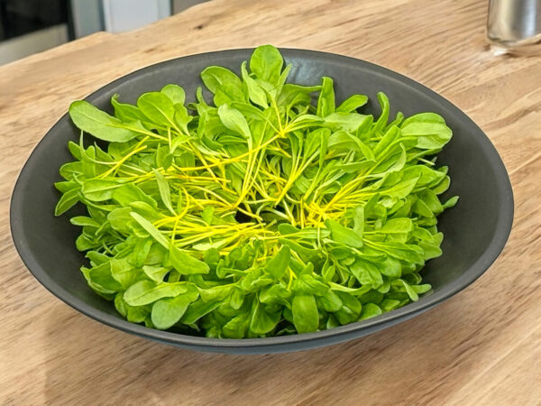 Yellow-swiss-chard-microgreens-bette-a-carde-jaune-micropousses-5