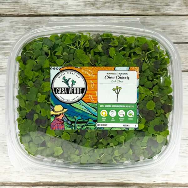 bok-choy-pak-choi-microgreens-micropousses-2