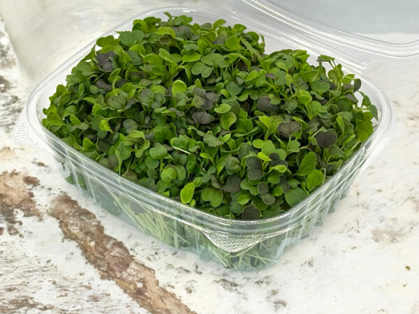 bok-choy-pak-choi-microgreens-micropousses-4