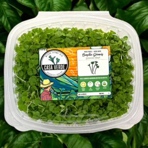 genovese-basil-stage-1-microgreens-basalic-micropousses-hero