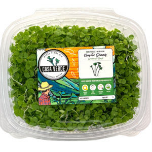 genovese-basil-stage-1-microgreens-basalic-micropousses-hero-trans