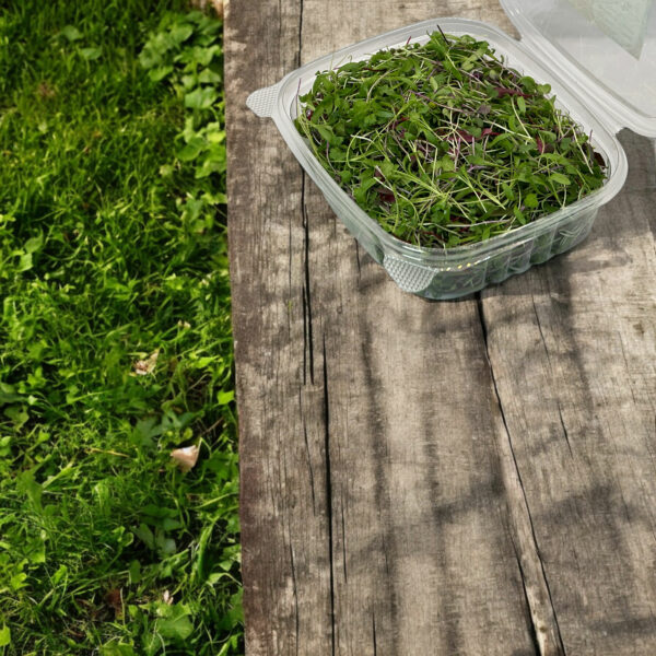 taqueria-blend-mexican-taco-mix-coriander-microgreens-micropousses-coriandre-3