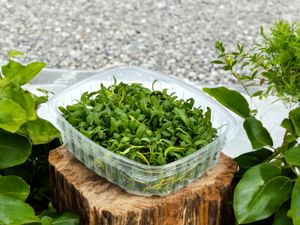 yellow-swiss-chard-microgreens-micropousses-bette-a-carde