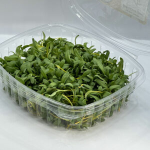 yellow-swiss-chard-microgreens-montreal-bette-a-carde-micropousses-vaudreuil-casa-verde-microfarm-2