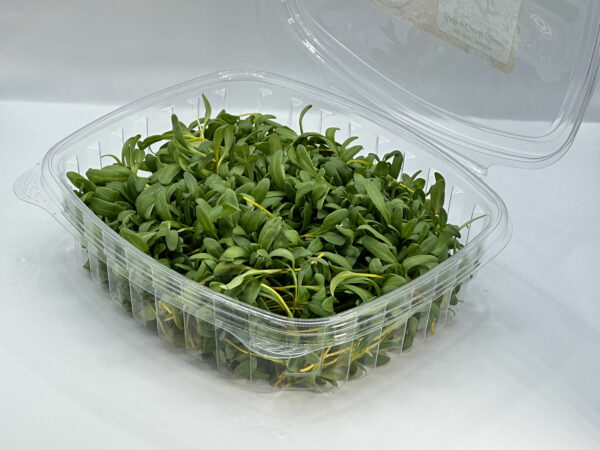 yellow-swiss-chard-microgreens-montreal-bette-a-carde-micropousses-vaudreuil-casa-verde-microfarm-2